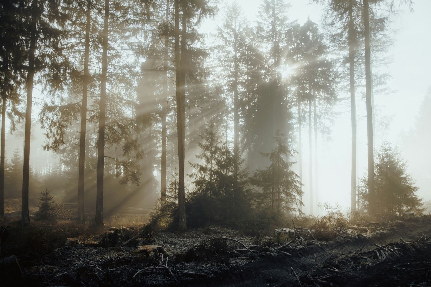 Bäume im Harz